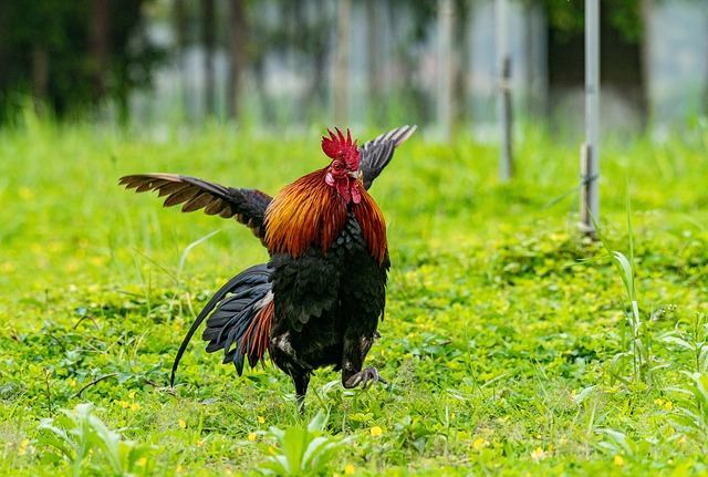 Foto do arquivo: fornecida por 【5 estrelas com passing toloba】