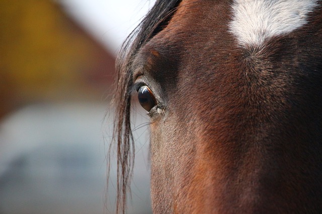 Foto do arquivo: fornecida por 【stud poker】