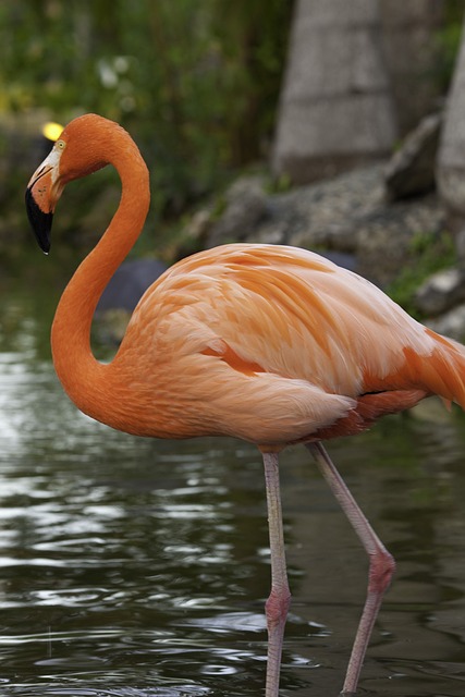 jogos de brisbane roar