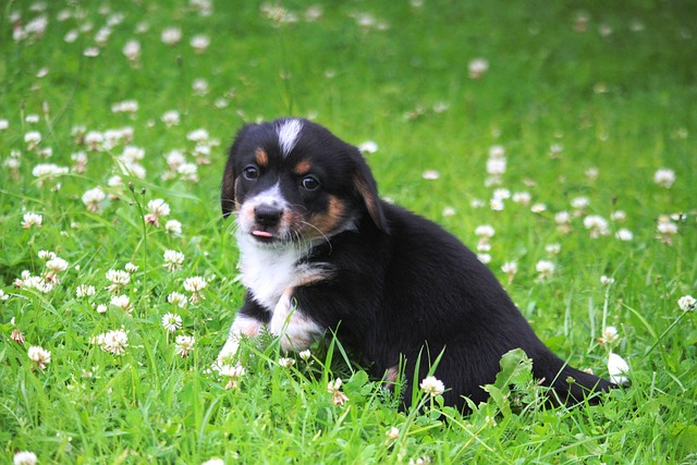 milhar do cachorro que mais saem no jogo do bicho