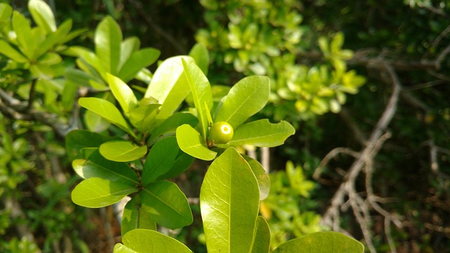 Foto do arquivo: fornecida por 【casimba】