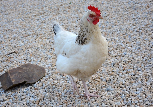 Palpite do bicho para apostar no dia de hoje