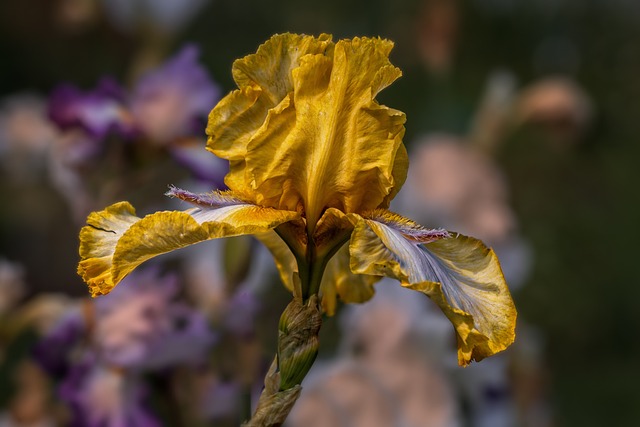 flor da-fortuna significado espiritual