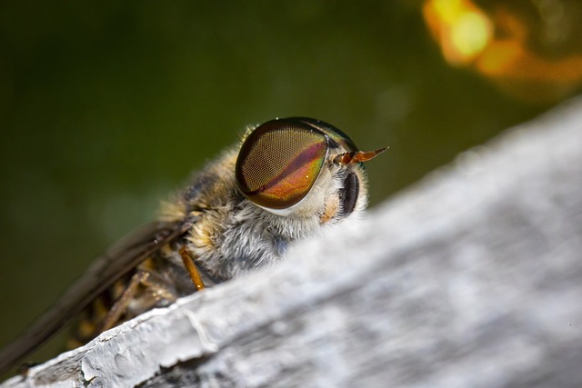 Foto do arquivo: fornecida por 【bicho das 11 horas】