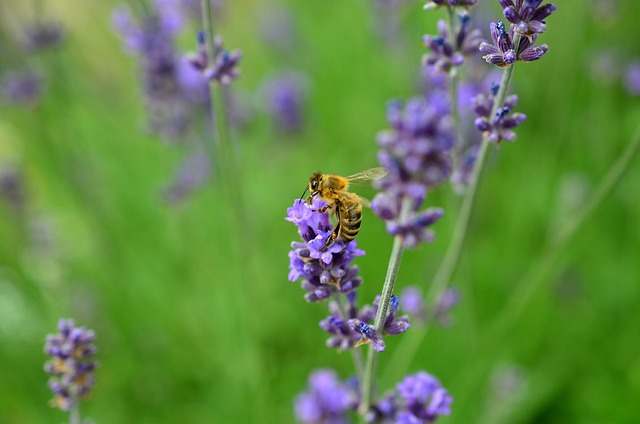 Foto do arquivo: fornecida por 【24bettle】