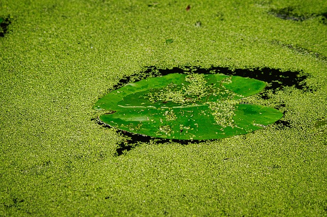 plataforma nova lançada hoje tigre