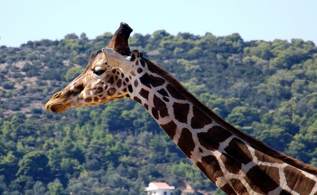 palpite para o bicho de hoje