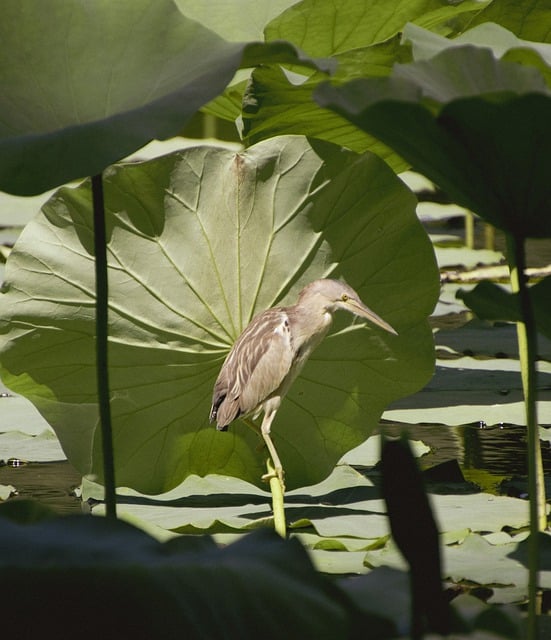 plataforma tigrinho