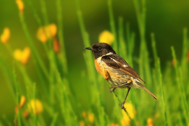 Foto do arquivo: fornecida por 【sweet bonanza pg】