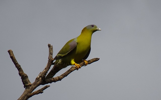 lucky bird casino