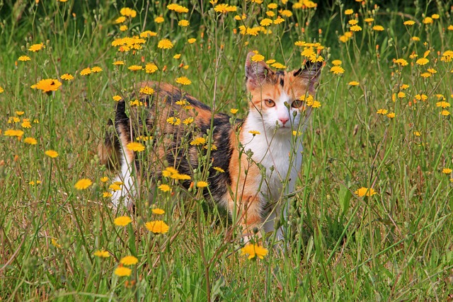 Foto do arquivo: fornecida por 【Plataforma com maior ganho no Fortune Tiger】