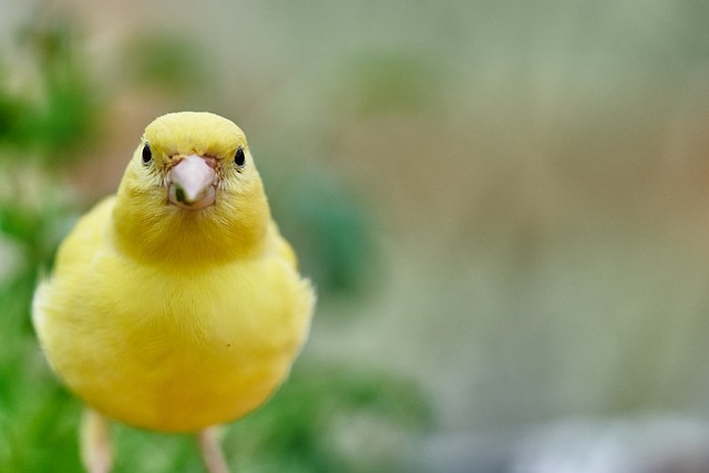 Foto do arquivo: fornecida por 【calendario bicho】