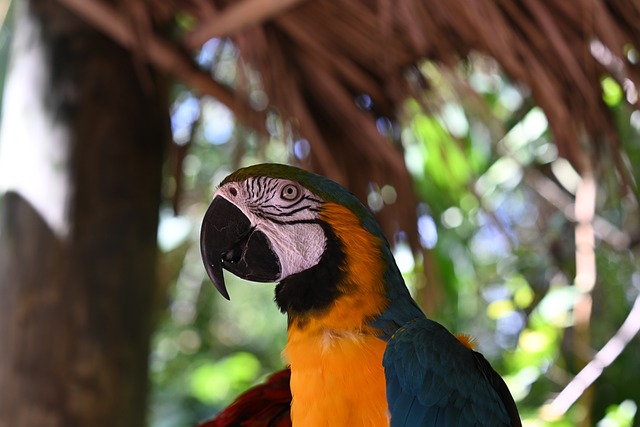 lei cassino brasil