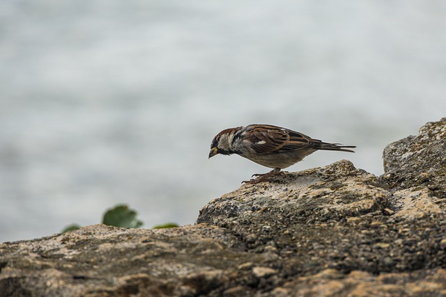 Foto do arquivo: fornecida por 【303pedia】