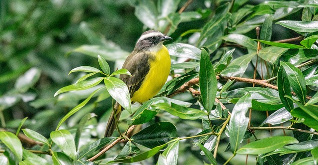 jogo de trabalhar na fazenda